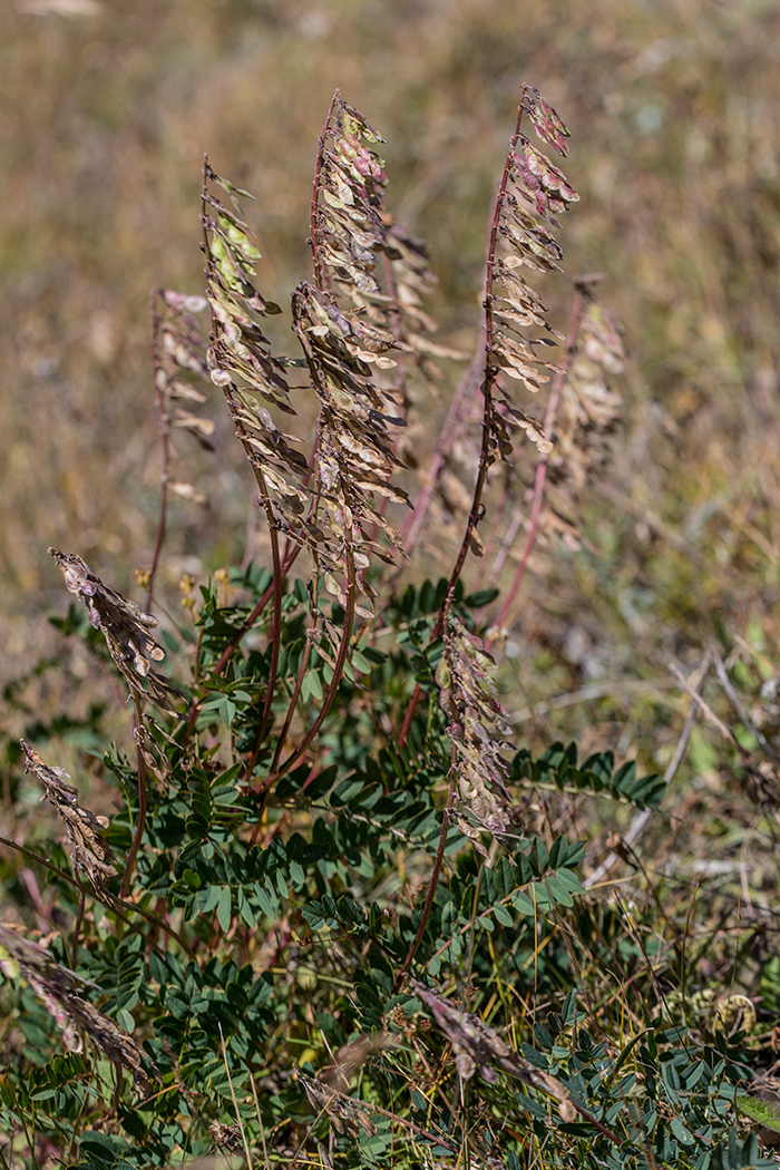 Изображение особи Hedysarum caucasicum.