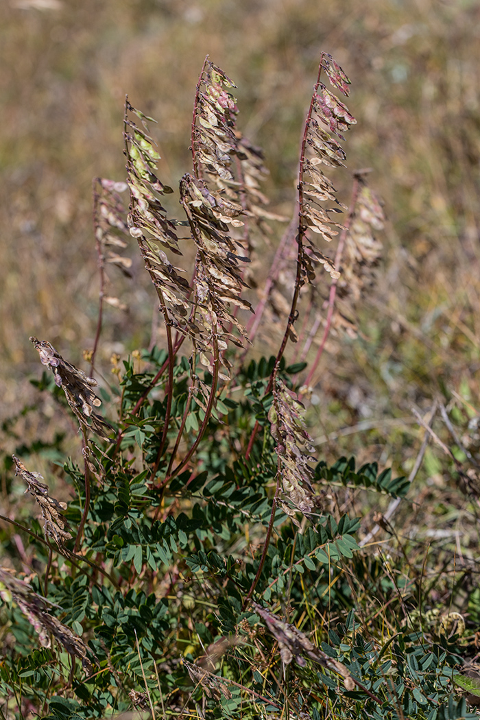 Изображение особи Hedysarum caucasicum.