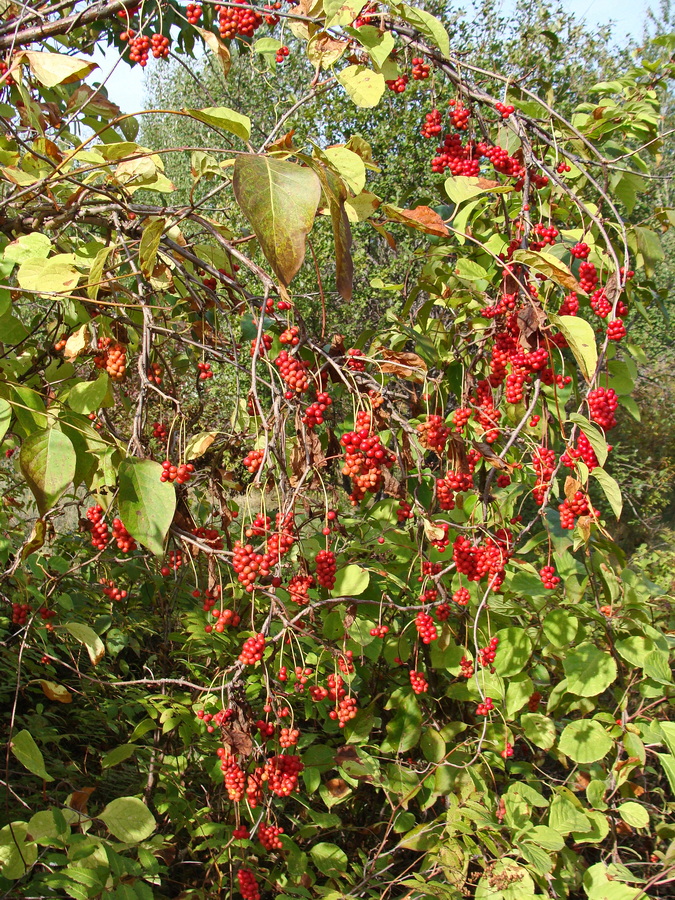 Изображение особи Schisandra chinensis.