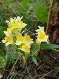 Linaria vulgaris