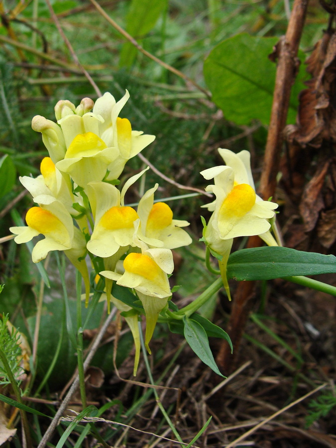 Изображение особи Linaria vulgaris.