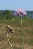 Knautia arvensis