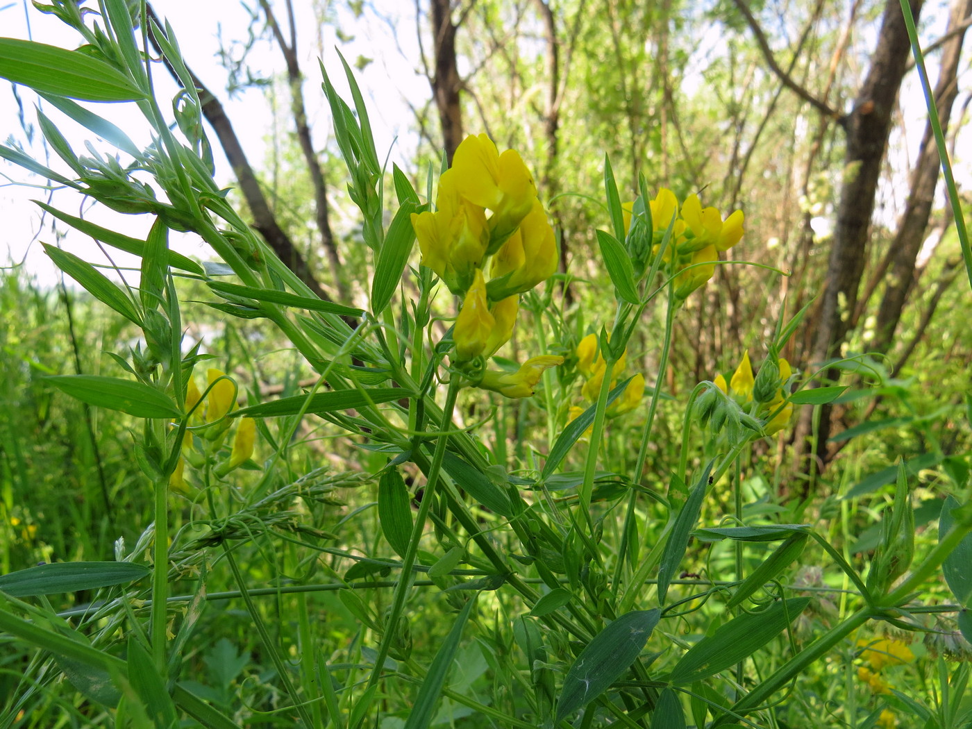 Изображение особи Lathyrus pratensis.