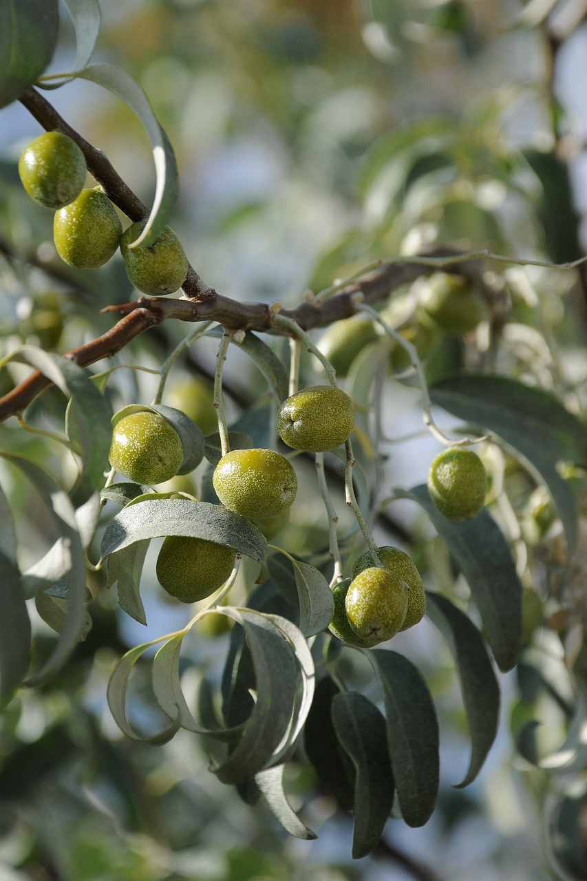 Image of Elaeagnus orientalis specimen.
