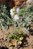 Aconitum rotundifolium