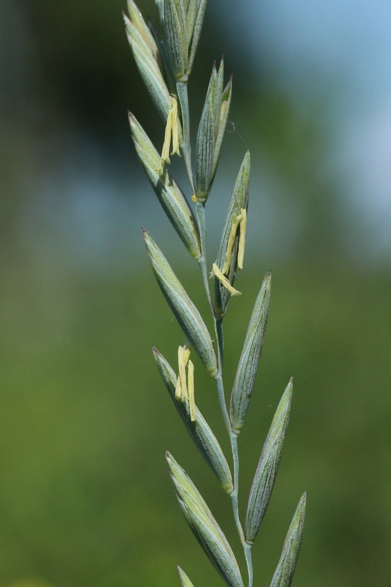 Image of Elytrigia repens specimen.