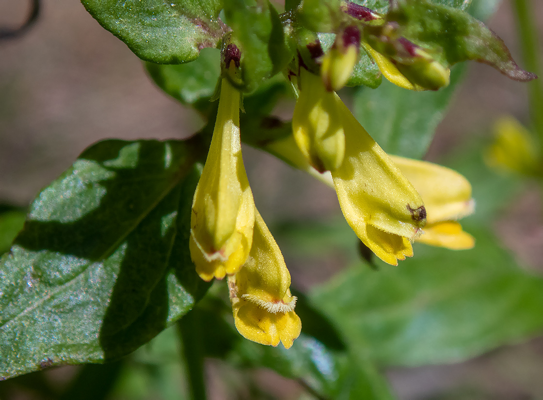 Image of Melampyrum pratense specimen.