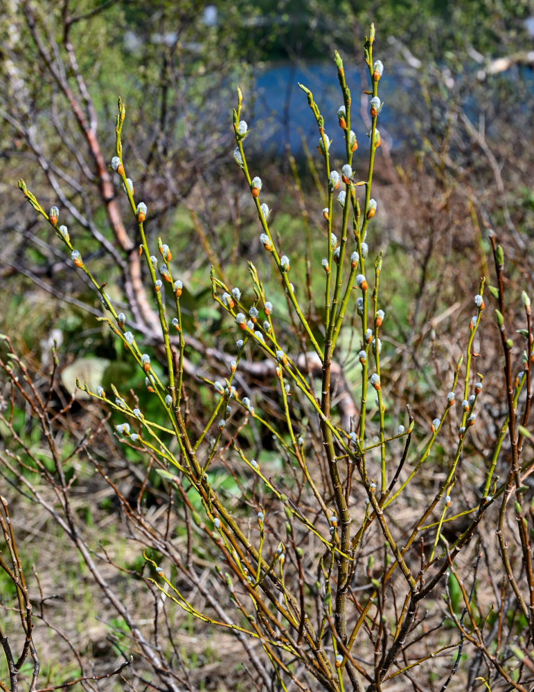 Image of genus Salix specimen.