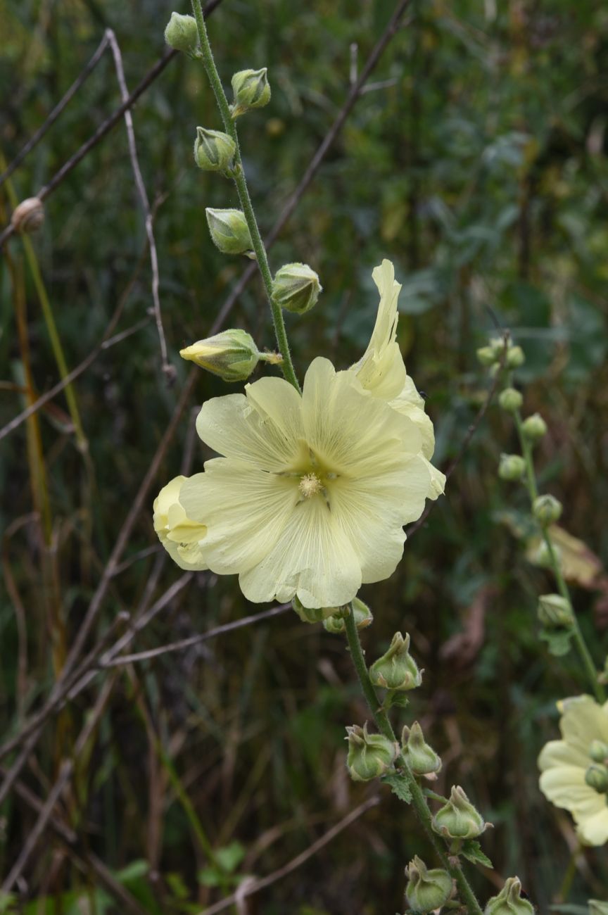 Изображение особи Alcea rugosa.