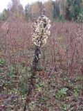 Solidago virgaurea. Плодоносящее растение. Смоленская обл., Смоленский р-н, окр. пос. Каспля. 11.10.2009.