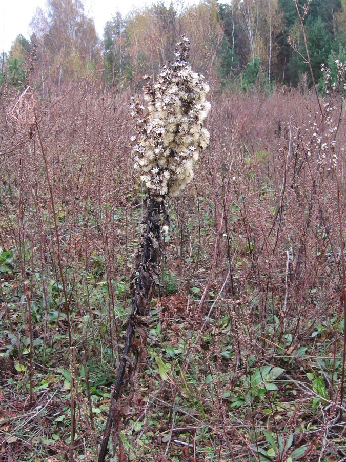 Изображение особи Solidago virgaurea.