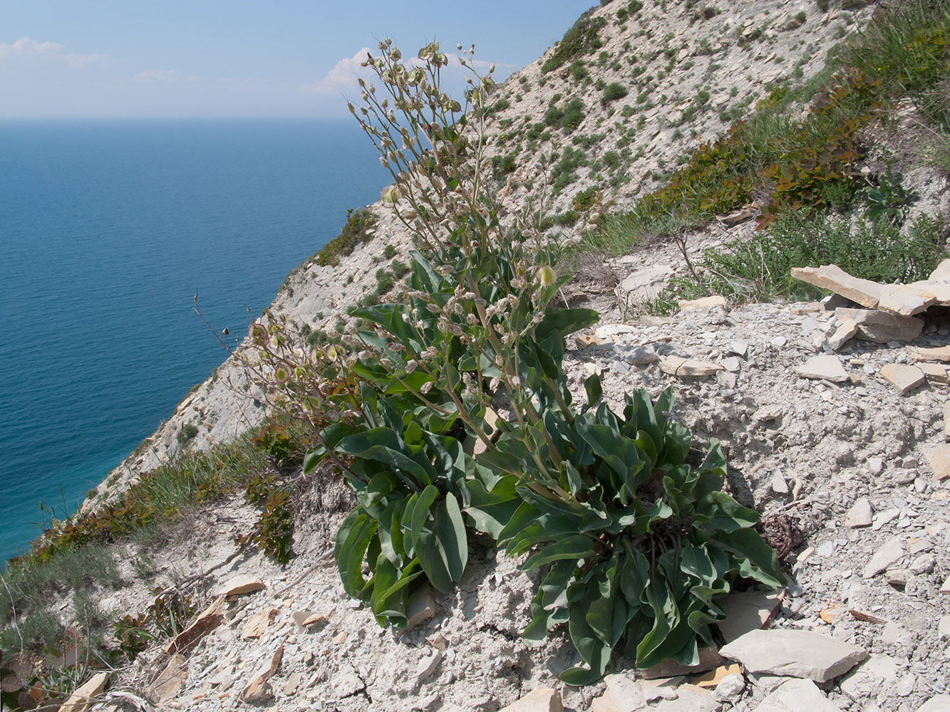 Изображение особи Rindera tetraspis.