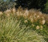 Miscanthus sinensis