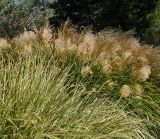 Miscanthus sinensis