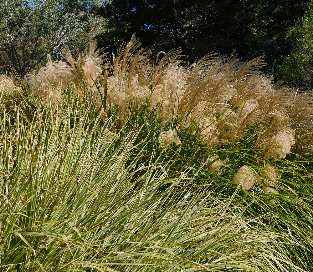 Изображение особи Miscanthus sinensis.