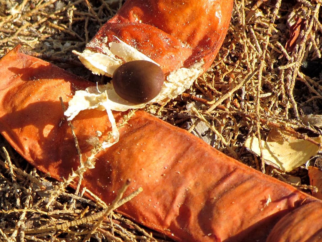 Image of Caesalpinia spinosa specimen.