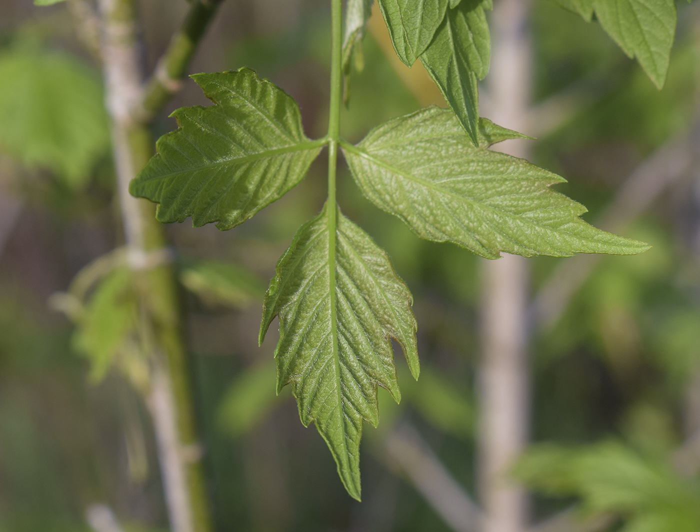 Image of Acer negundo specimen.