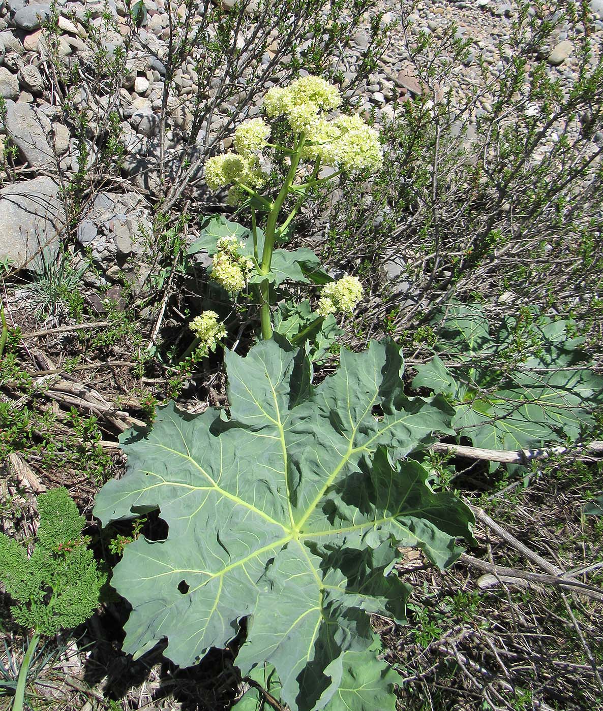 Изображение особи Megacarpaea orbiculata.
