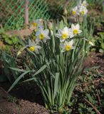 Narcissus poeticus