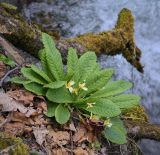 Primula vulgaris. Цветущее растение. Абхазия, Рицинский реликтовый национальный парк, северный берег оз. Рица, ≈ 900 м н.у.м., широколиственный лес. 13.04.2024.