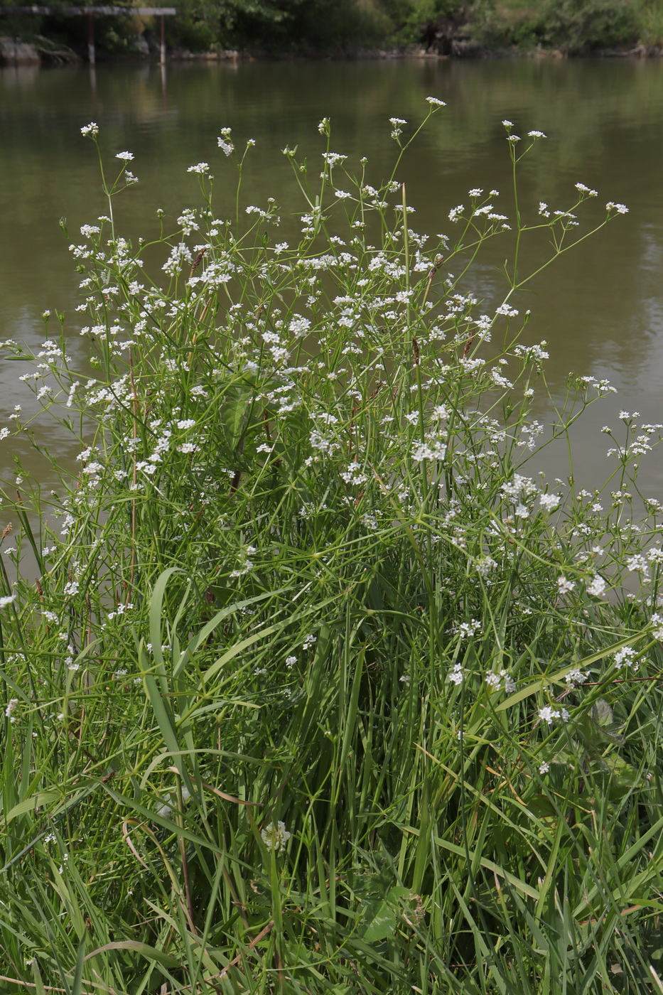 Изображение особи Galium debile.