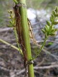 Naumburgia thyrsiflora
