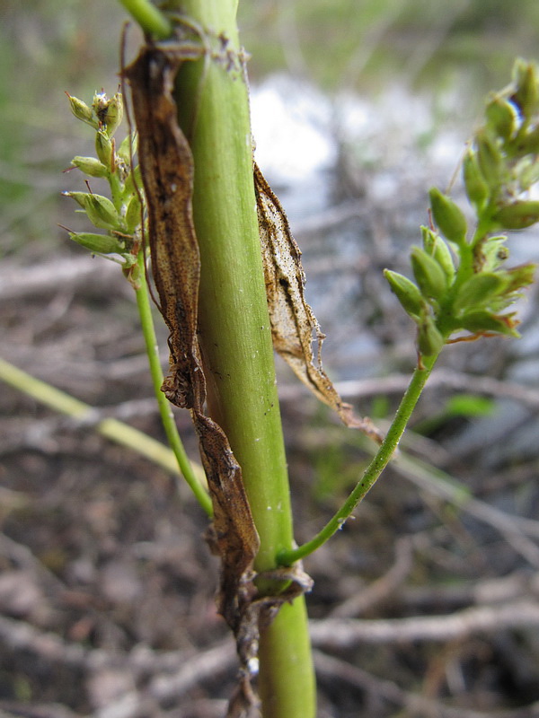 Изображение особи Naumburgia thyrsiflora.