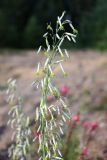 Silene chlorantha