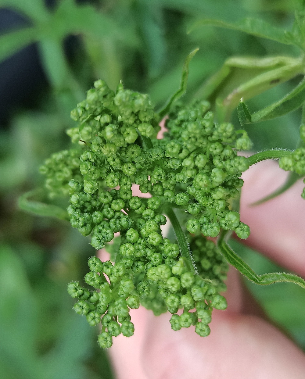 Image of Heracleum sibiricum specimen.