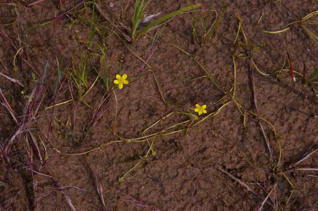 Image of Ranunculus reptans specimen.