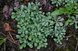 Antennaria dioica. Вегетирующие растения. Вологодская обл., Сокольский р-н, Оларевская гряда, опушка смешанного леса, песчаный участок. 13.07.2024.