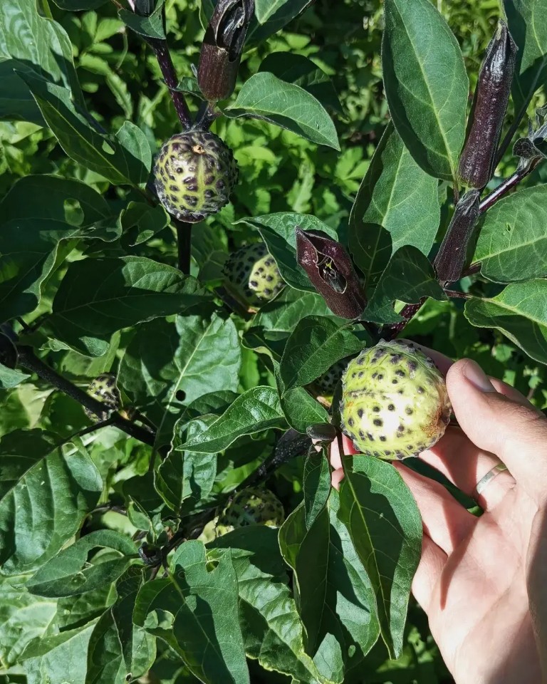 Image of Datura metel specimen.