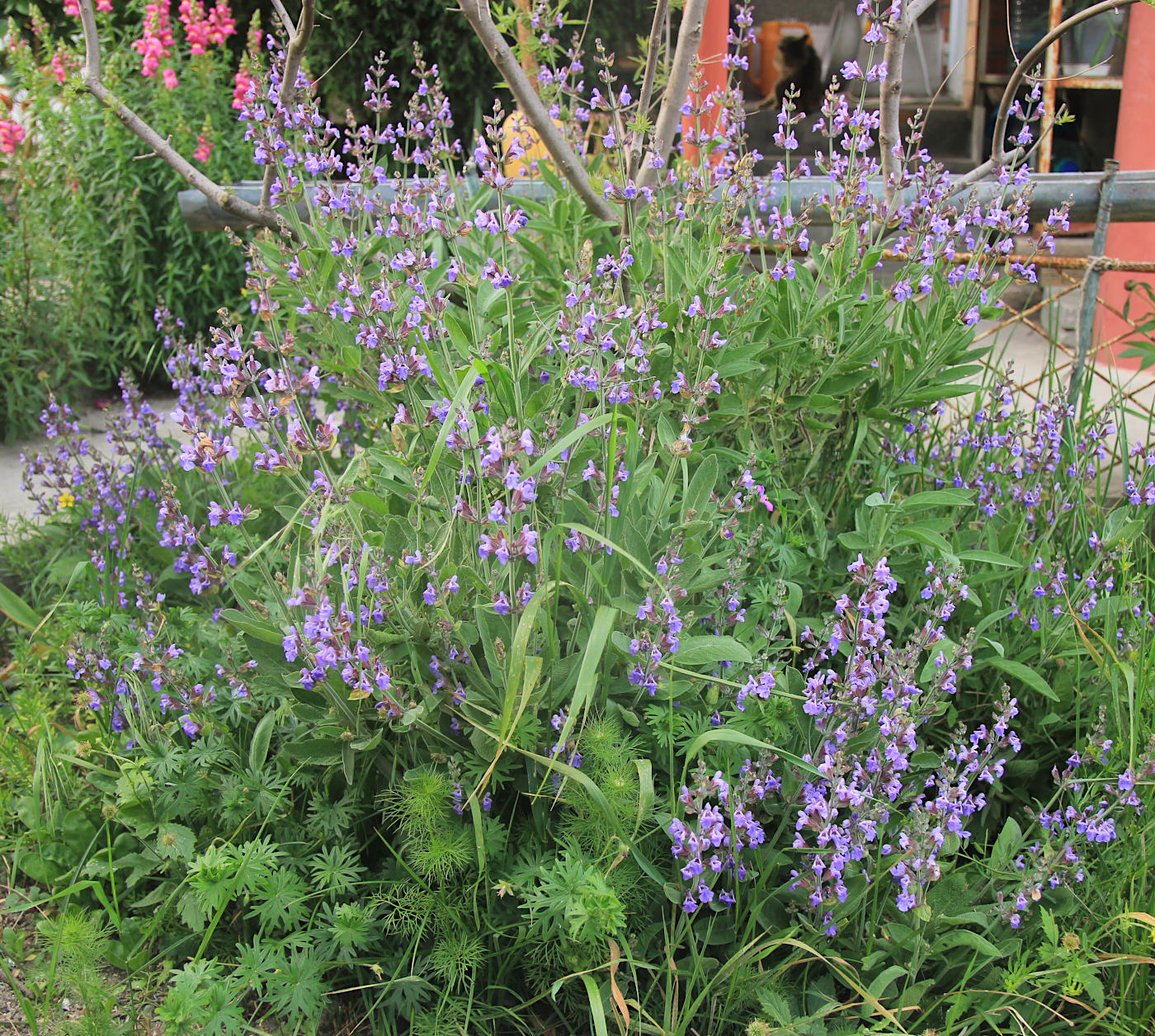 Изображение особи Salvia officinalis.