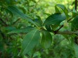 Ligustrum vulgare. Часть веточки. Крым, Южный берег, окр. с. Соколиного, Большой Каньон Крыма, дол. р. Аузун-Узень, смешанный лес; возле мостика через овраг. 31.05.2024.