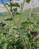 genus Arctium