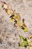 Atriplex aucheri