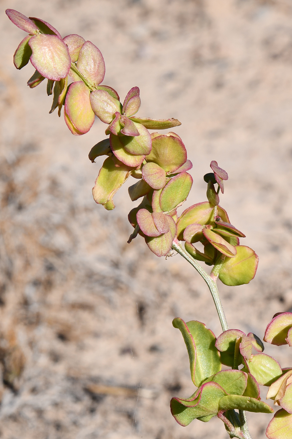 Изображение особи Atriplex aucheri.