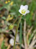 Holosteum glutinosum