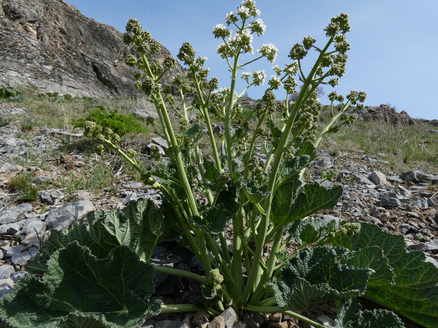 Изображение особи Crambe kotschyana.