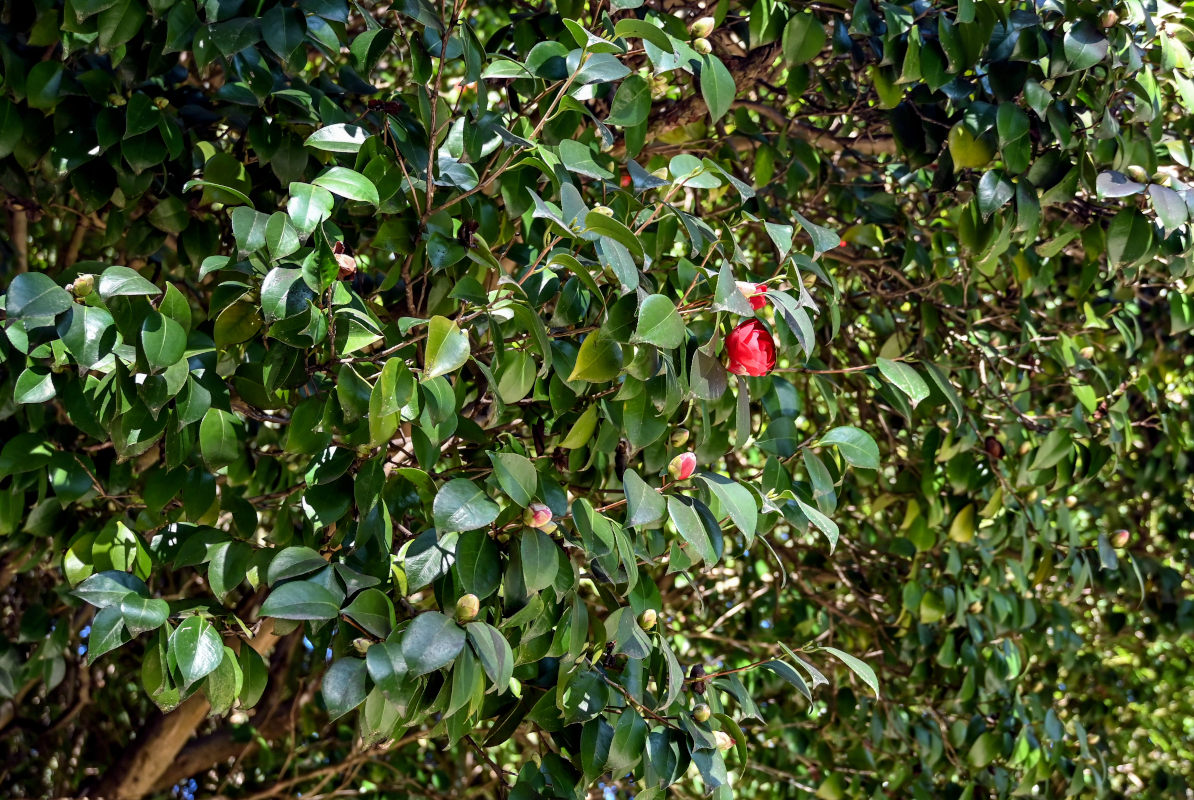 Image of Camellia japonica specimen.
