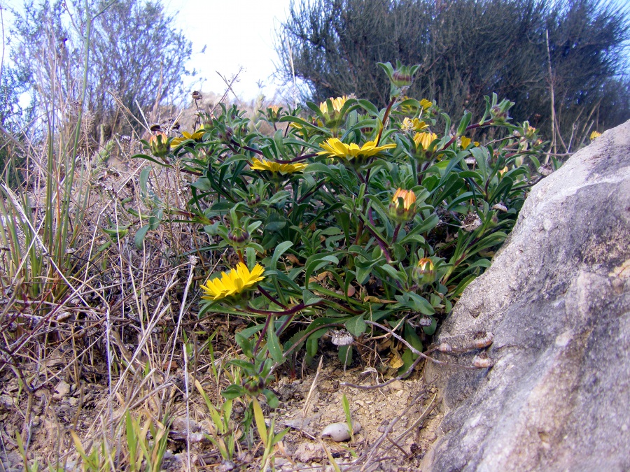 Image of Pallenis maritima specimen.