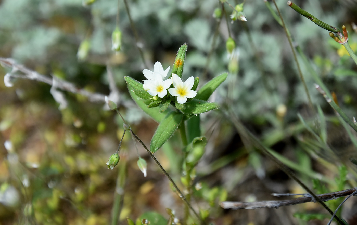 Изображение особи Buglossoides rochelii.