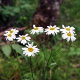 Pyrethrum corymbosum