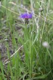 genus Centaurea