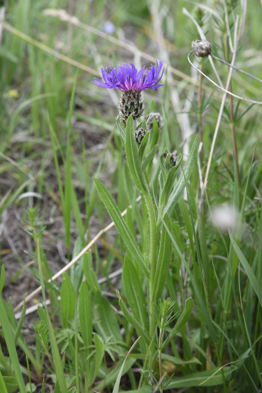 Image of Centaurea czerkessica specimen.