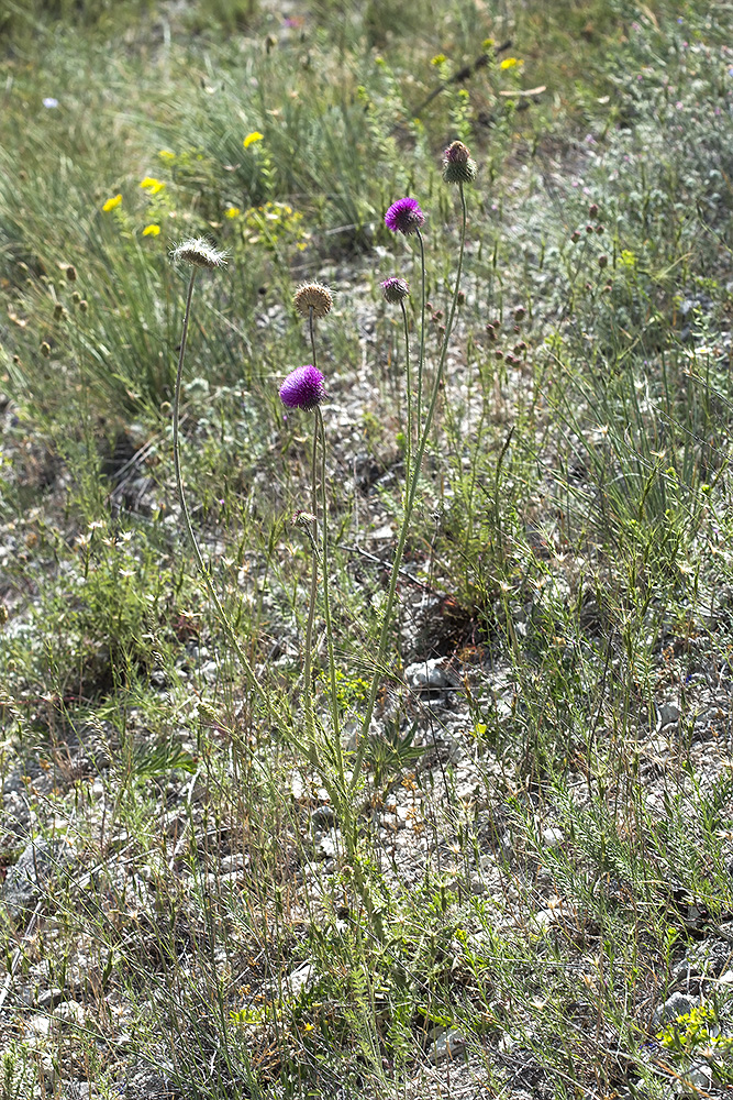 Image of Carduus uncinatus ssp. davisii specimen.