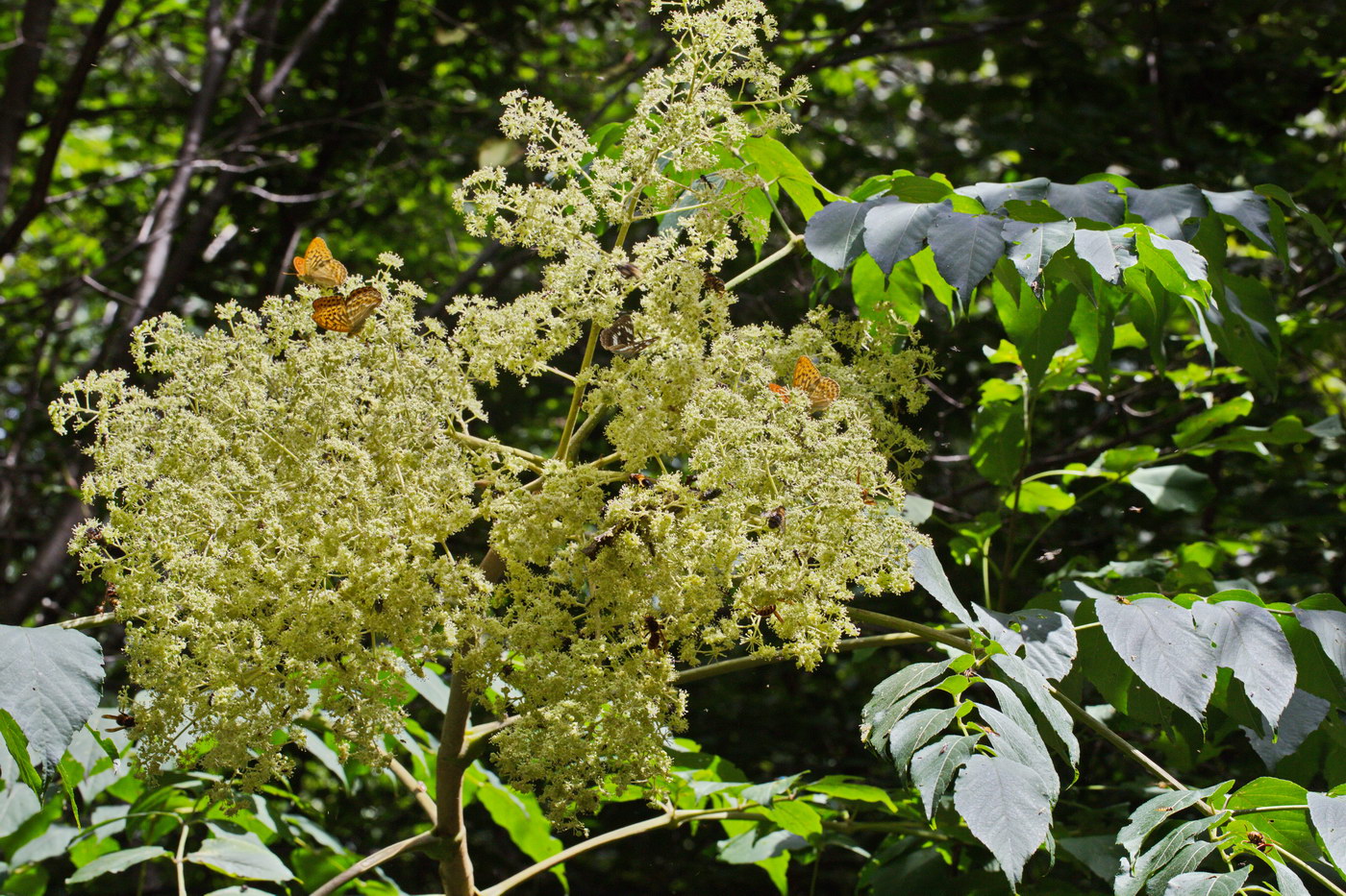 Image of Aralia elata specimen.