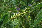 род Astragalus