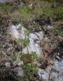 Physocaulis nodosus. Вегетирующее растение. Абхазия, окр. г. Новый Афон, Иверская гора, олуговелый каменистый склон. 12.06.2025.