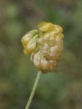 Trifolium aureum. Отцветающее соцветие. Испания, Каталония, пров. Жирона, комарка Рипольес, муниципалитет Сеткасес, окр. н.п. Сеткасес, ≈1300 м н.у.м., пойма р. Тер, каменистый берег реки, опушка смешанного леса. 27.07.2025.